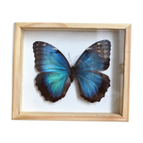 Naturalized Morpho butterfly