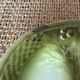 Asparagus dish in slurry