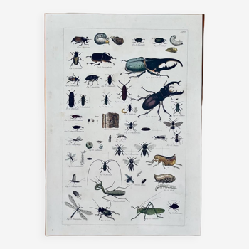 Insectes lithographiques anciens