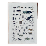 Ancient lithography insects