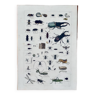 Insectes lithographiques anciens