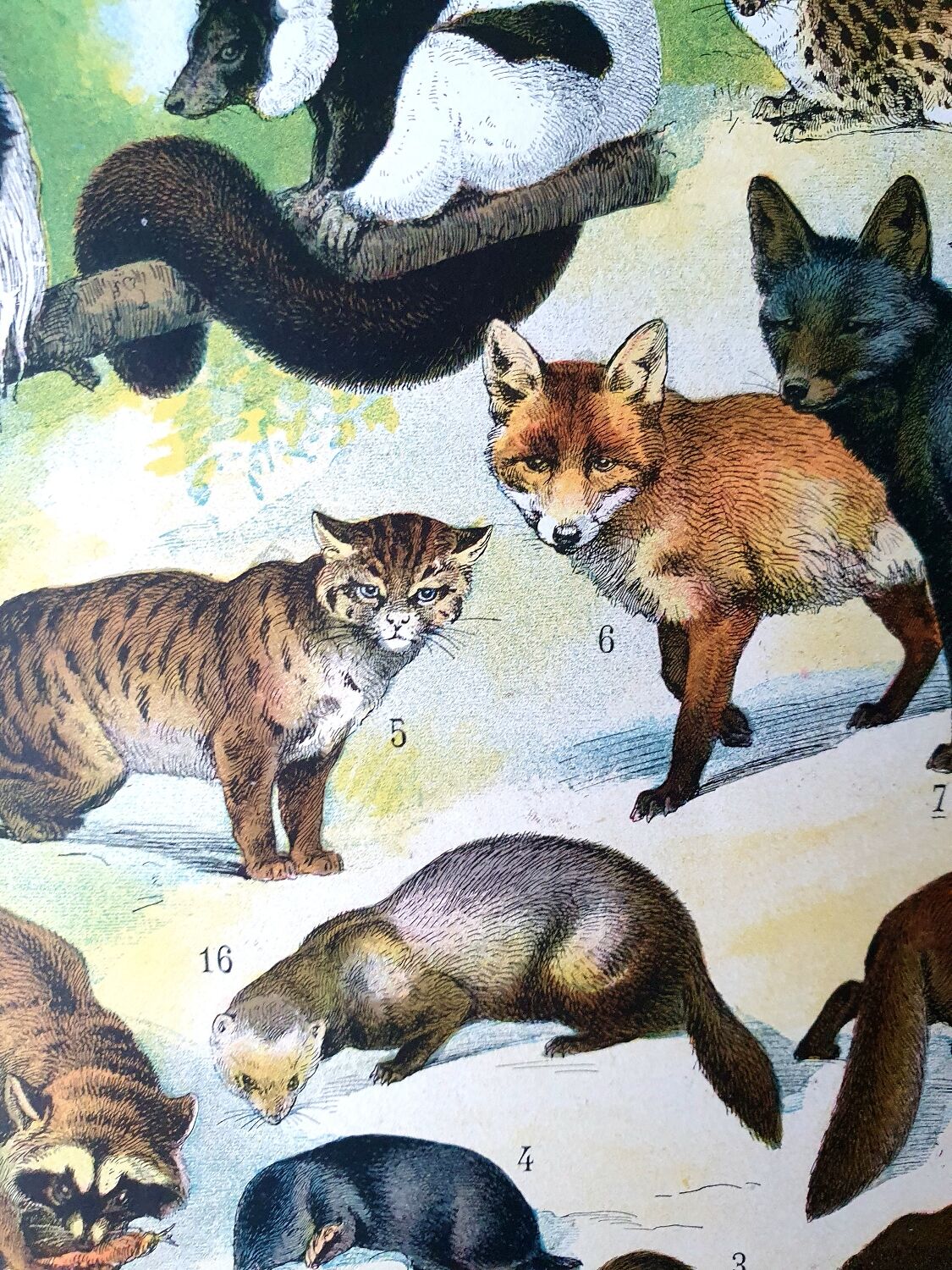 Ancienne planche animaux