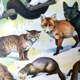 Ancienne planche animaux