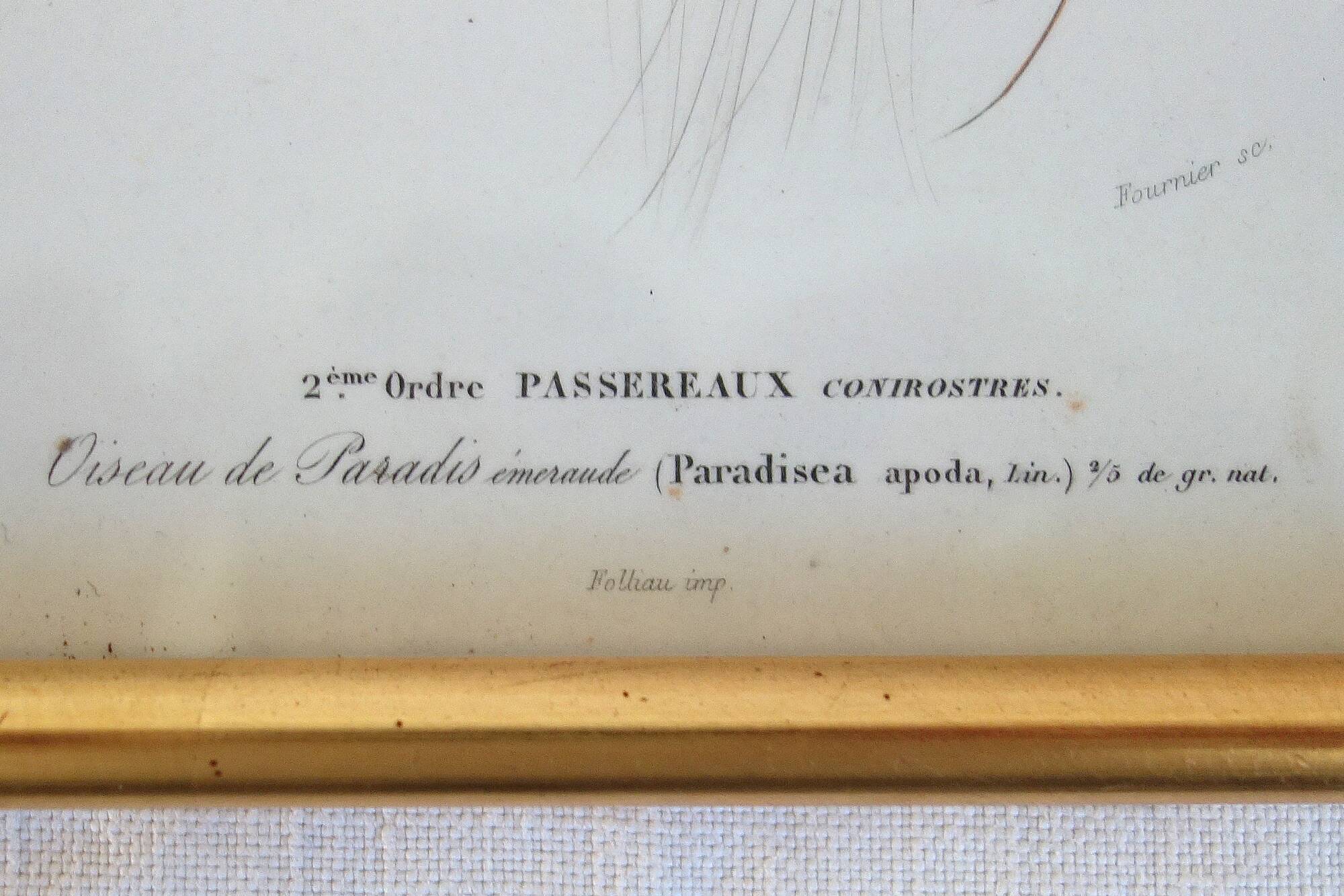 5 framed antique bird engravings