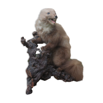 Weasel stuffed
