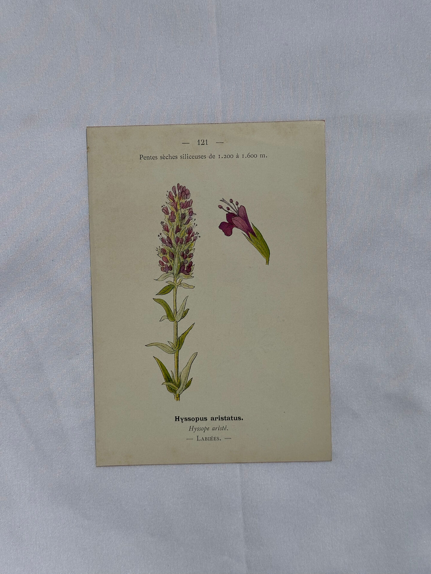 Botanical plate naturalist engraving flower plant double-sided
