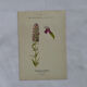 Botanical plate naturalist engraving flower plant double-sided