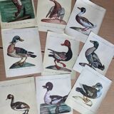 9 illustrations of ducks