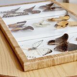 Frame 9 butterflies naturalized Congo 1984