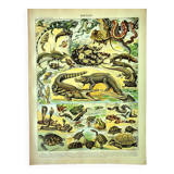 Gravure ancienne 1897 A. Millot - Reptiles, animaux