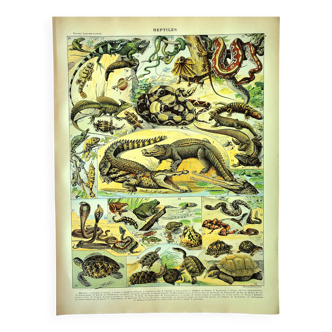Antique engraving 1897 A. Millot - Reptiles, animals