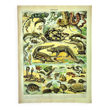 Antique engraving 1897 A. Millot - Reptiles, animals