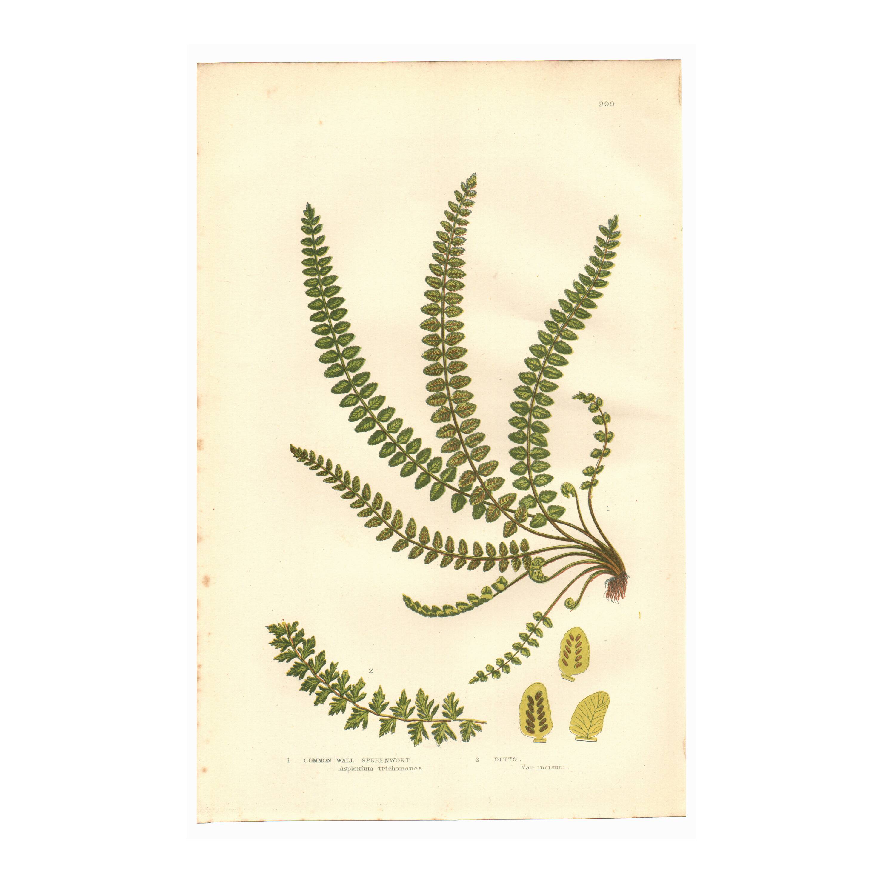 Engraving from 1889 - British Ferns by A. Pratt - Vintage lithograph