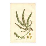 Engraving from 1889 - British Ferns by A. Pratt - Vintage lithograph