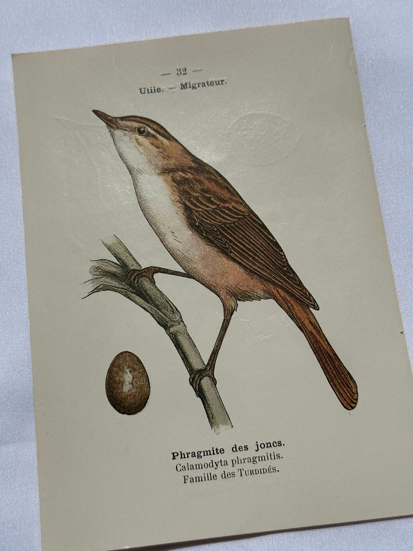 Planche Botanique Gravure oiseaux naturaliste  19eme recto verso  A