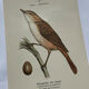 Planche Botanique Gravure oiseaux naturaliste  19eme recto verso  A