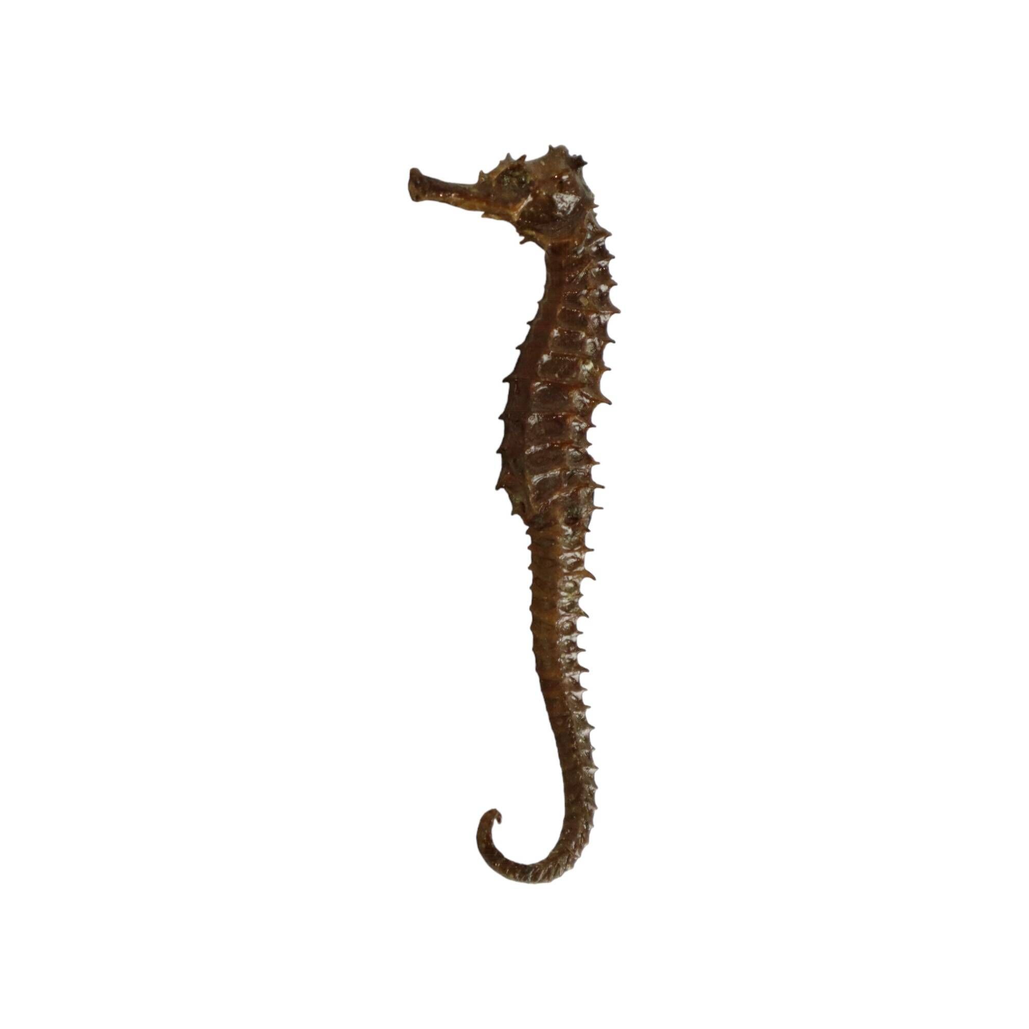 Seahorse taxidermy skeleton dehydrated hippocampus rare collector's item
