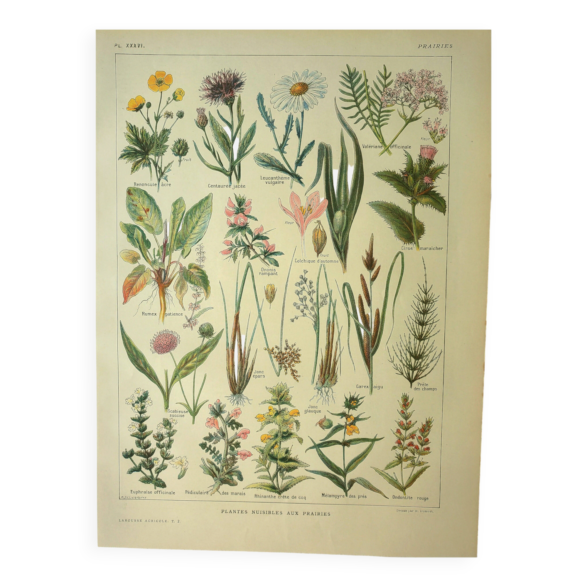 Old engraving from 1921 - Meadow flowers. Wild botanical plate.