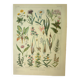 Old engraving from 1921 - Meadow flowers. Wild botanical plate.