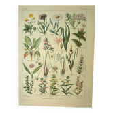 Old engraving from 1921 - Meadow flowers. Wild botanical plate.