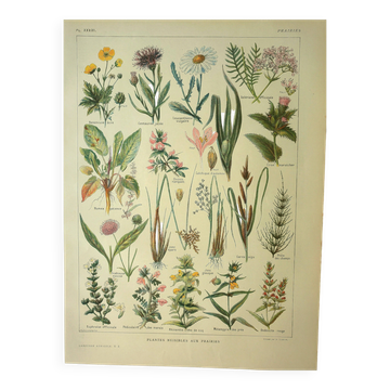 Gravure ancienne de 1921 - Fleurs de prairies. planche botanique sauvage