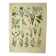 Old engraving from 1921 - Meadow flowers. Wild botanical plate.