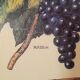 Educational poster Deyrolles Le Vin.