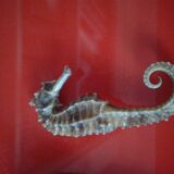 Set of 2 seahorses stuffed