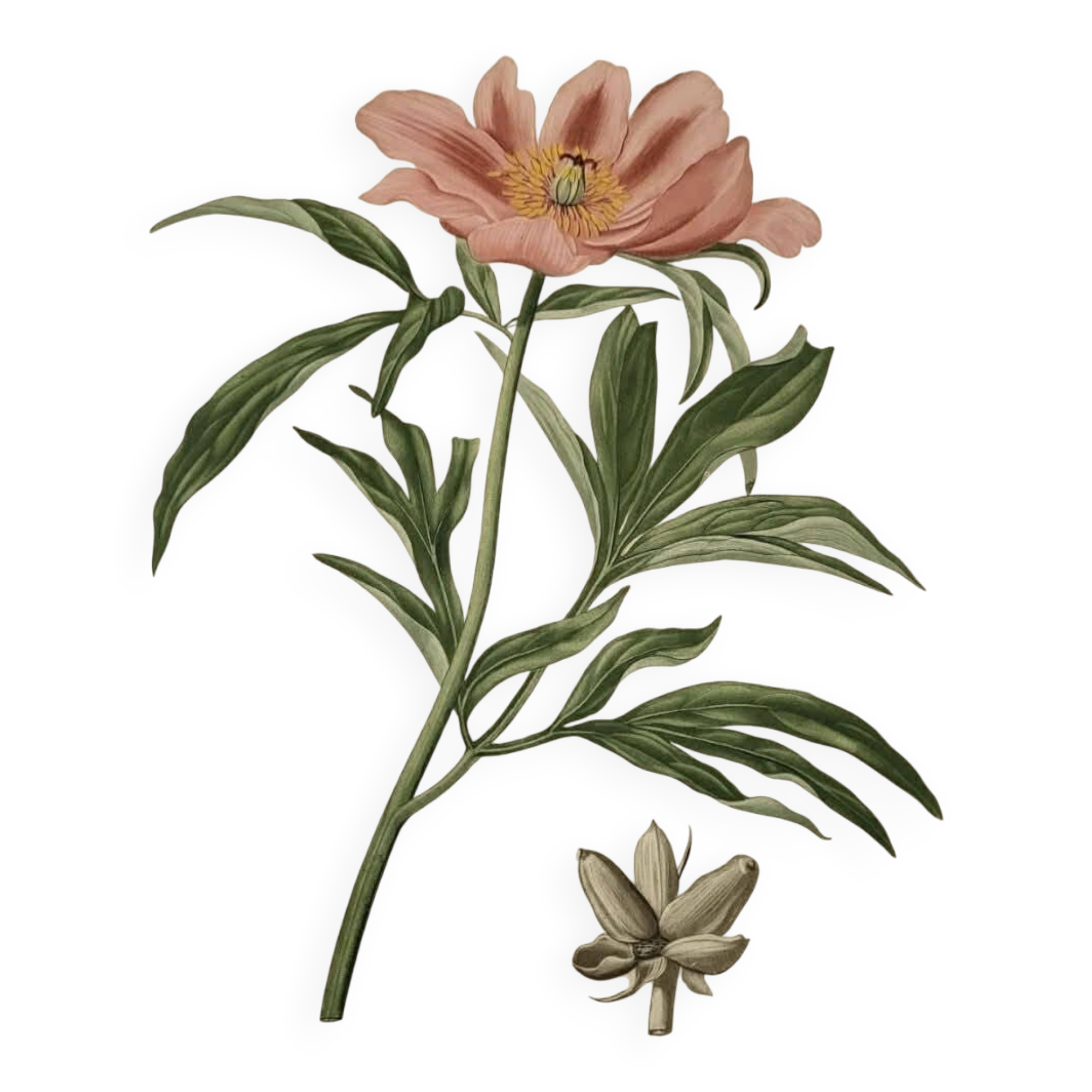 Phytographie médicale, pivoine officinale ,peint à la main, joseph roques 1