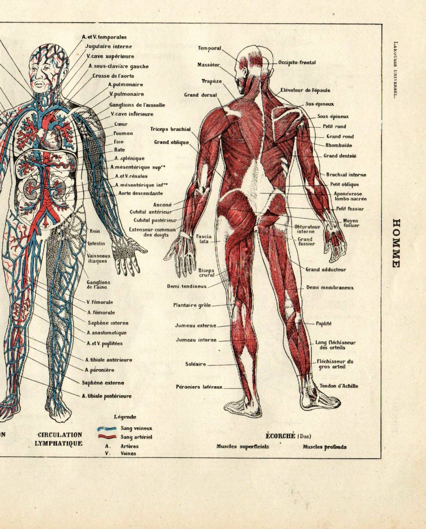 Old engraving from 1923 - Human anatomy - Illustration, plate