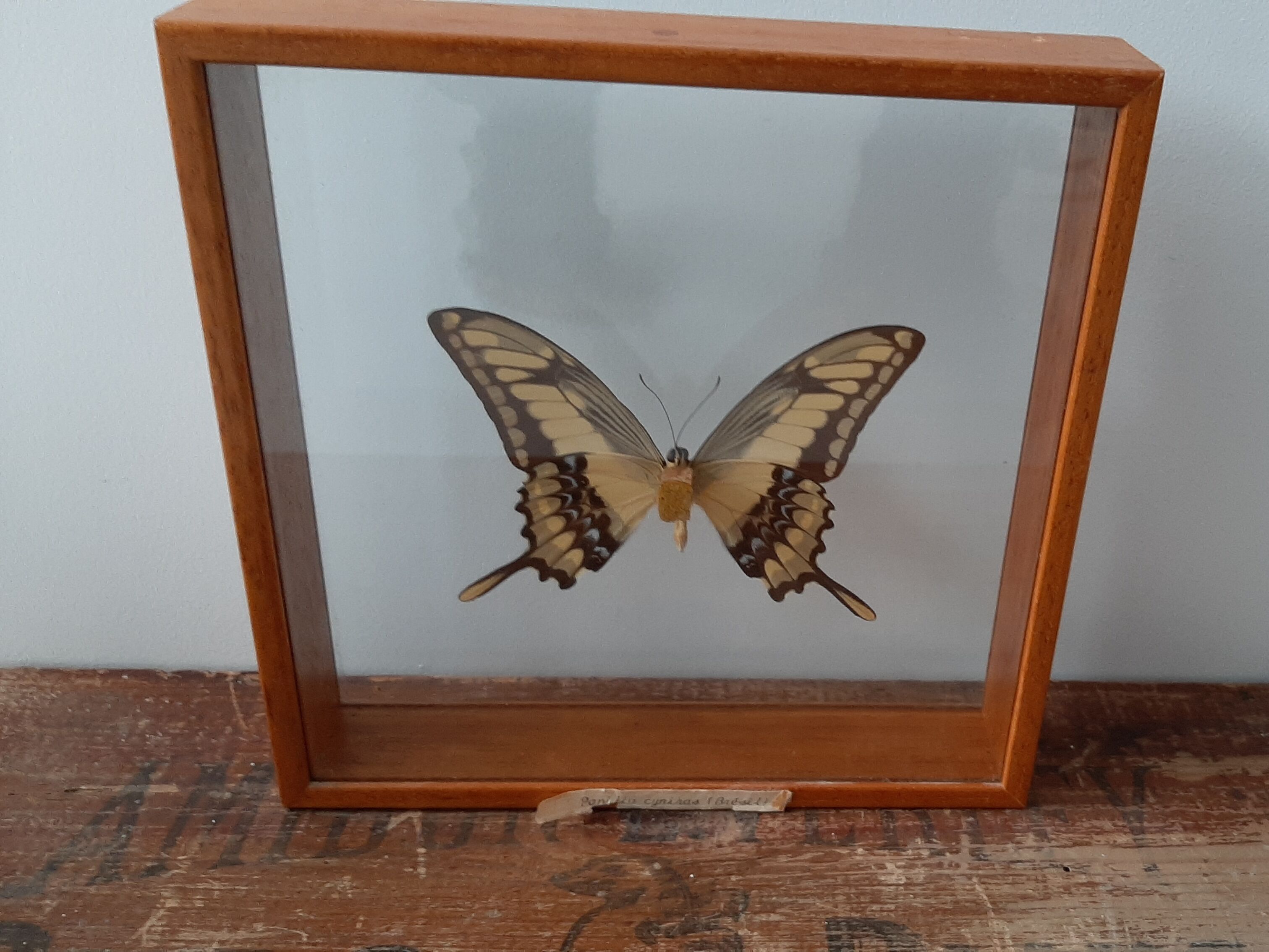 Butterfly frame