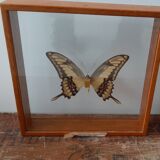 Butterfly frame