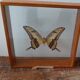 Butterfly frame