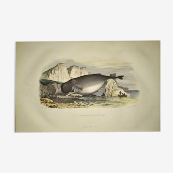 Original zoological plate of 1839 " the sperm whale macrocephale "