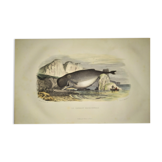 Planche zoologique originale de 1839 " le cachalot macrocephale "