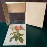 Hundred-leaf rose bush frame after pj redouté, print on fabric, 1960