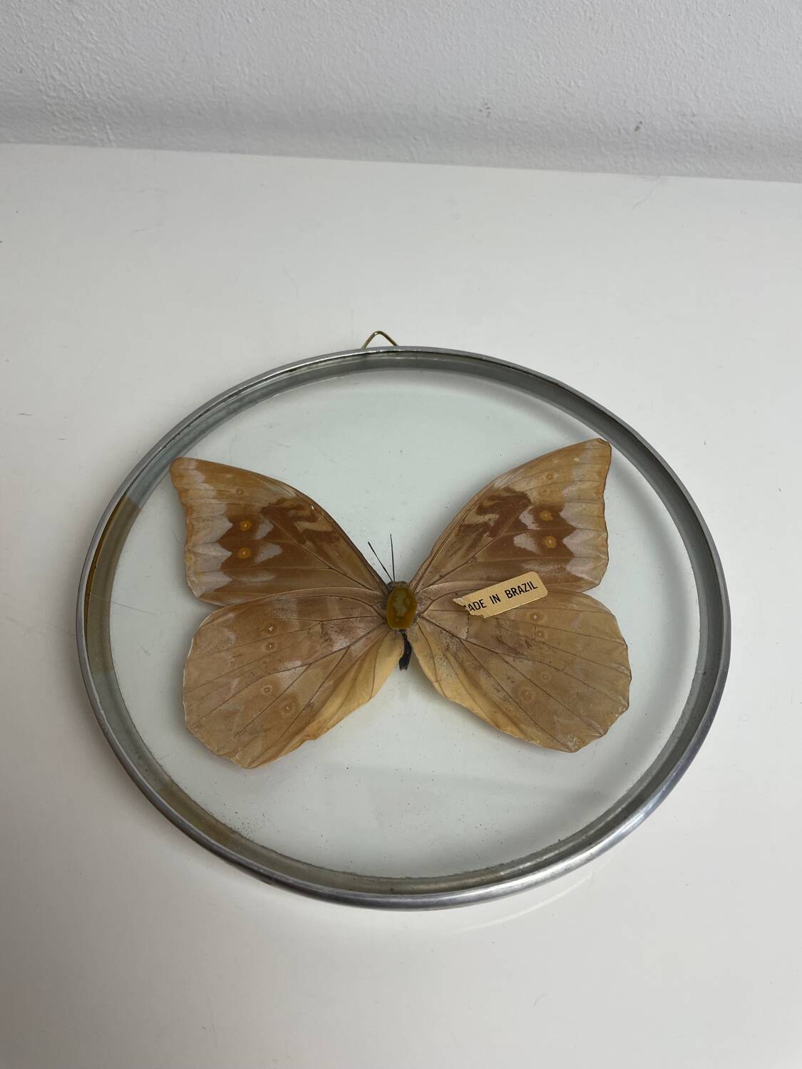 Natiralized morpho butterfly frame under curved glass