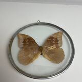 Natiralized morpho butterfly frame under curved glass