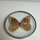 Natiralized morpho butterfly frame under curved glass