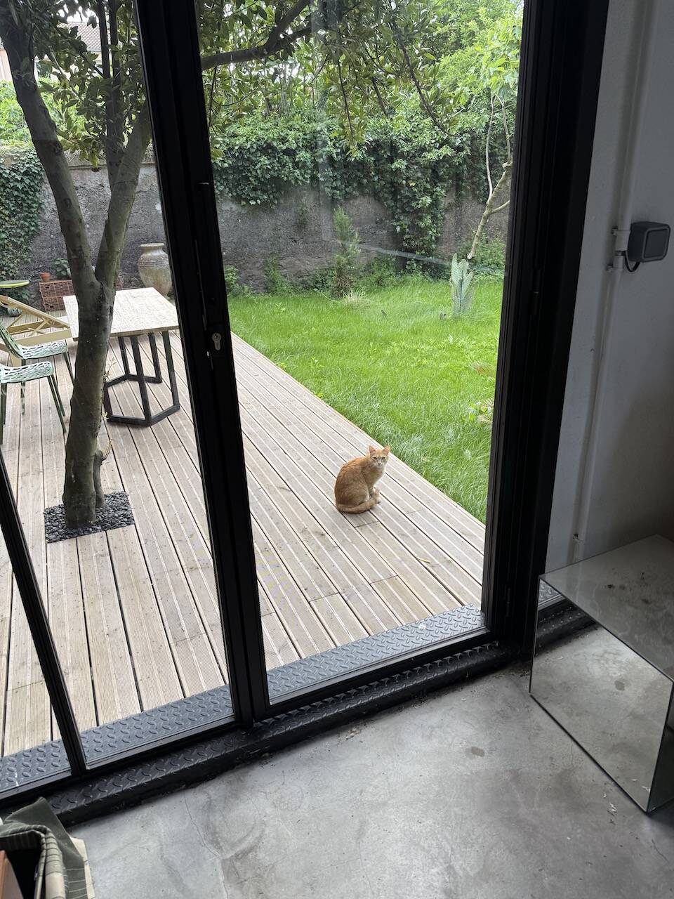 Large rattan shelf 1960