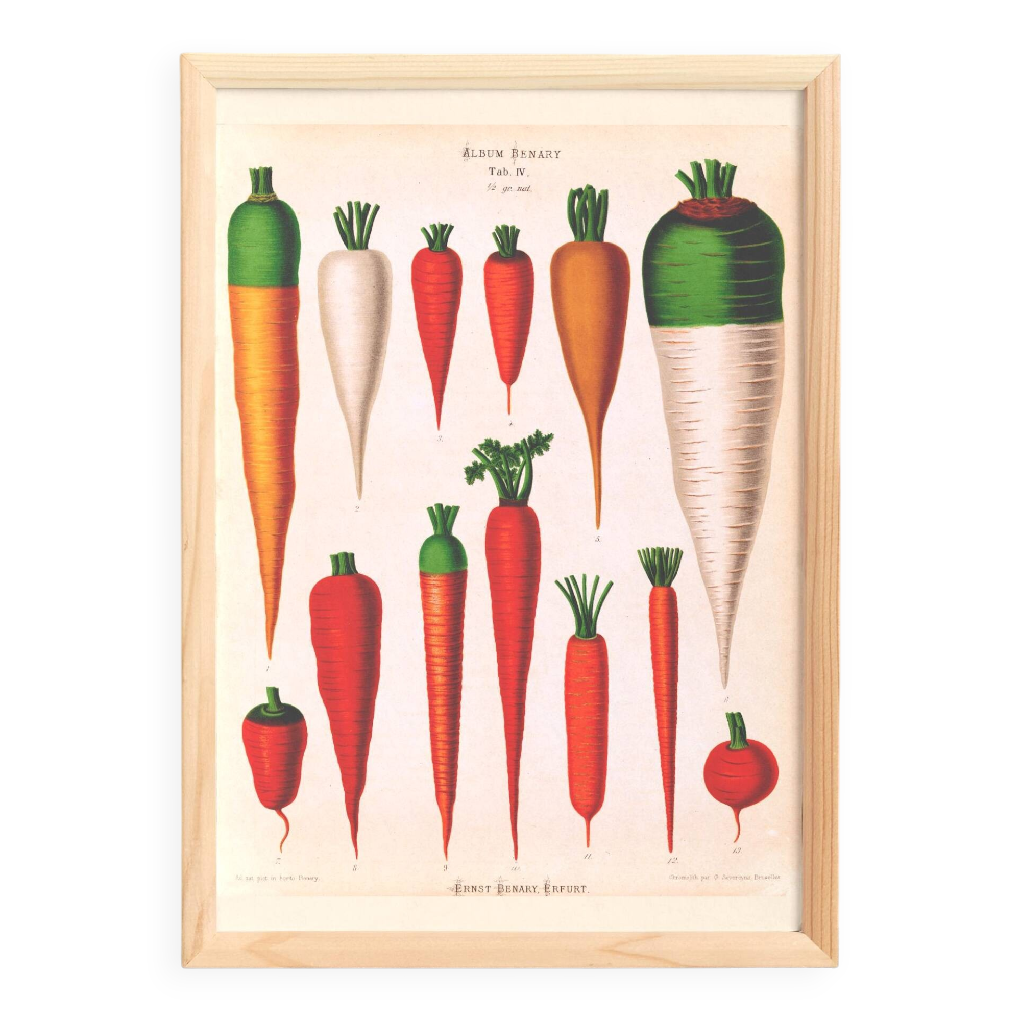 Poster about Carrots, based on an old engraving from 1886.