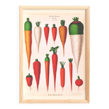 Poster about Carrots, based on an old engraving from 1886.