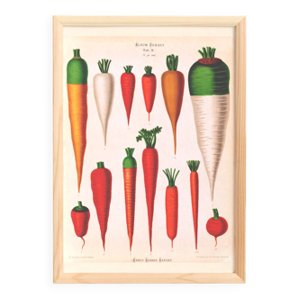Poster about Carrots, based on an old engraving from 1886.