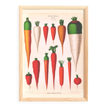 Affiche sur les Carottes, d’après une gravure ancienne de 1886.