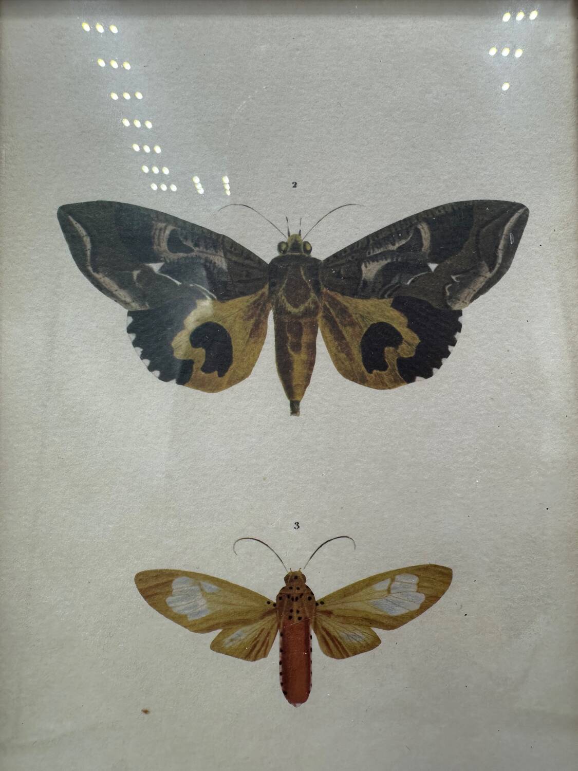 Butterflies lithograph frame