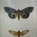 Butterflies lithograph frame