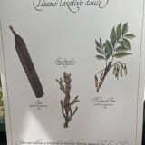 Planche botanique "Tisane laxative douce"