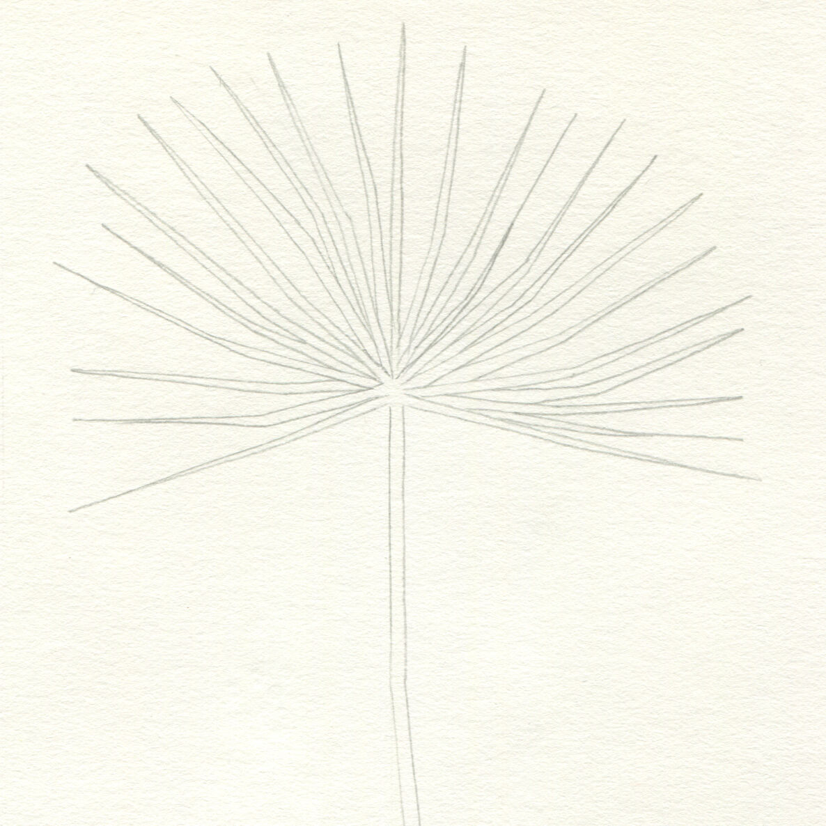 Palm - Original drawing