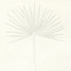 Palme - Dessin original