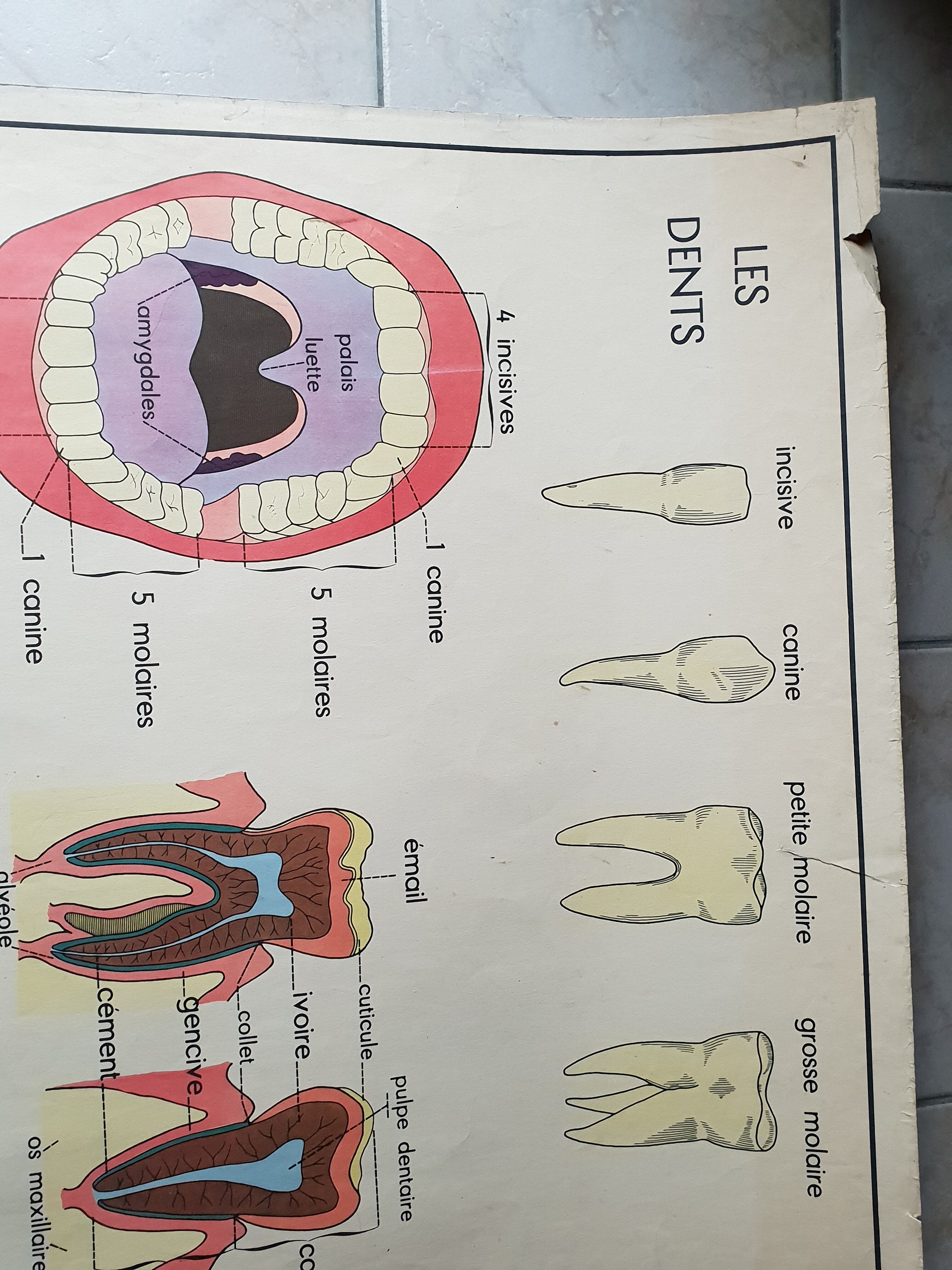 School poster Nightingale N ° 3 the teeth N ° 4 the Digestion